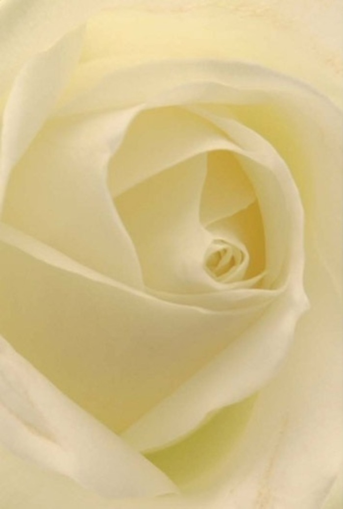 Viewed through the lens of a seasoned Welling florist, this classic white rose reveals a mesmerizing story of grace and subtle complexity. The photograph invites you closer, letting you observe the interplay of softness and careful layering in every petal. Hues of white and cream drift seamlessly together, all gently bathed in filtered light similar to that cascading through the windows along Bellegrove Road. The petals glow with an inner luminance, blurring the line between delicacy and resilience-a quiet symbol of sincerity for those marking romantic milestones or sharing heartfelt condolences across the area. The spiraled core, almost mathematically precise, suggests both purity and unstated strength, making it a favourite selection for elegant wedding centrepieces or thoughtful bouquets designed by Florist Welling. Gentle shadows and nuanced colour shifts lend each petal a subtle drama, while the overall composition breathes tranquility-a balm for any occasion that calls for dignity and honest emotion. Even unseen, the suggestion of a clean, classic fragrance lingers, underscoring the rose's place as a versatile and beloved choice in Welling's floral tradition.